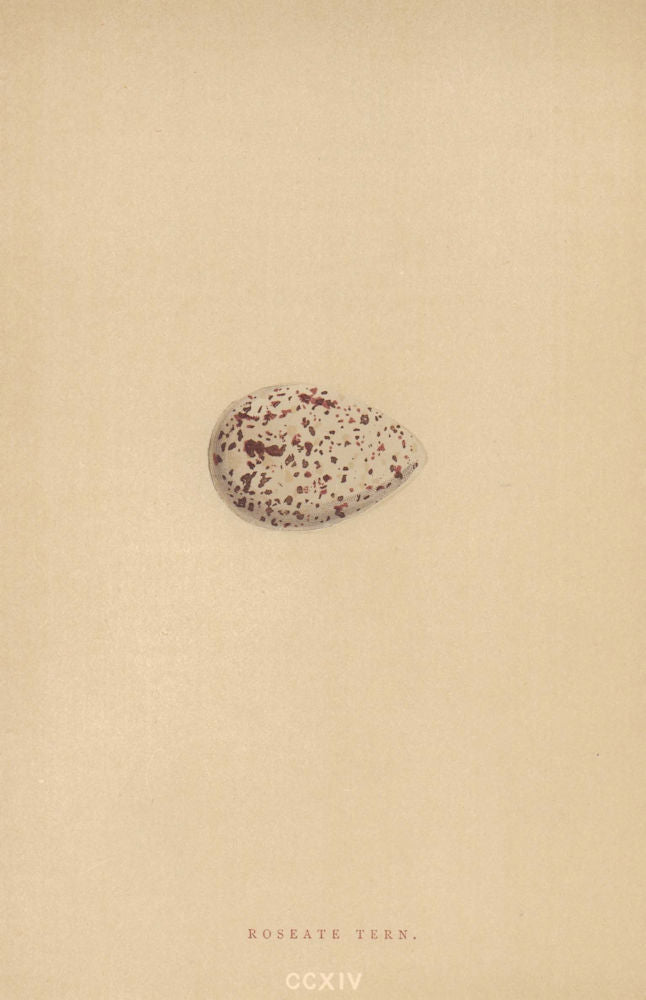 BRITISH BIRD EGGS. Roseate Tern. MORRIS 1896 old antique vintage print picture
